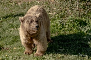 Wildheart Animal Sanctuary IOW