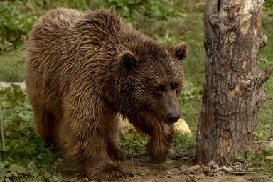 Wildheart Animal Sanctuary IOW