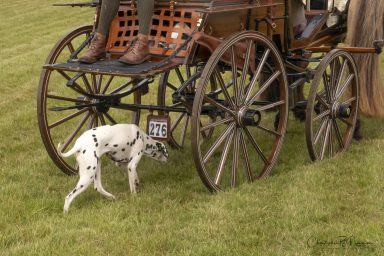 Attelege de Tradition, New Park Show ground Brockenhurst