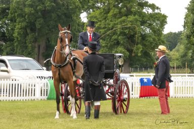 Attelege de Tradition, New Park Show ground Brockenhurst