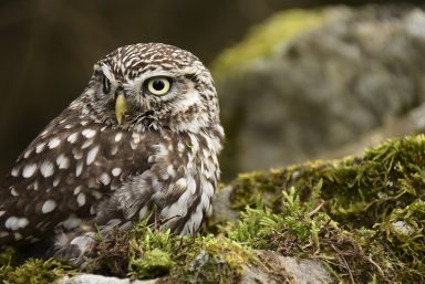 Little Owl