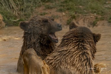 Wildheart Animal Sanctuary IOW