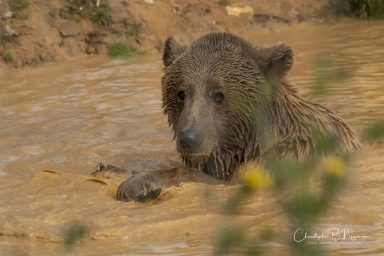 Wildheart Animal Sanctuary IOW