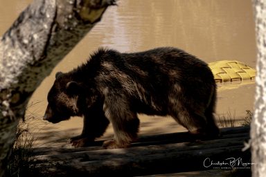 Wildheart Animal Sanctuary IOW