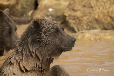 Wildheart Animal Sanctuary IOW