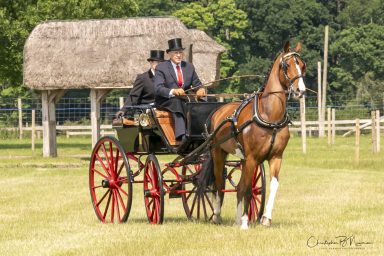 Attelege de Tradition, New Park Show ground Brockenhurst